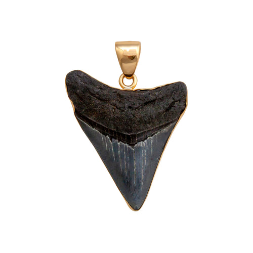 AP-6176  Alchemia Fossil Shark Tooth Pendant on Twist Necklace